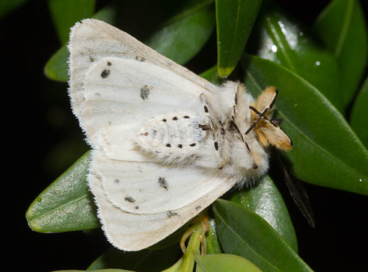 falena da identificare - Diaphora mendica - Erebidae Arctiinae